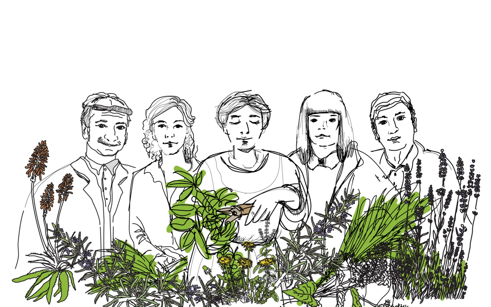 Archiwalna ilustracja zespołu Zielarni pośród ziół